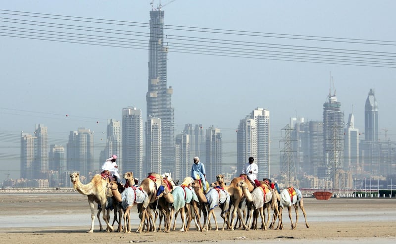 A camel handler exercises his animals along the Nad al-Sheba camel track, in front of the Burj Dubai "New Downtown" construction site in the emirate of Dubai 02 April, 2007. Upon completion, Burj Dubai is expected to be the tallest tower in the world. AFP PHOTO/KARIM SAHIB (Photo by Karim SAHIB / AFP)