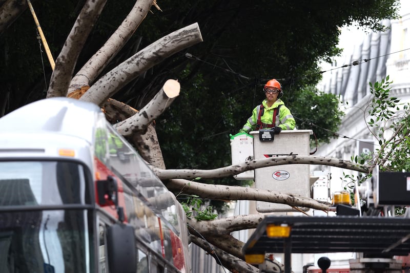 A tree that fell on a commuter bus in San Francisco.  Getty / AFP