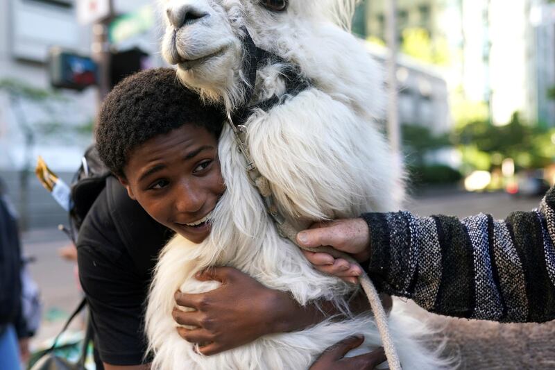 Duke Mitchell hugs Caesar McCool, a therapy llama nicknamed the "No Drama Llama", at the site of ongoing protests against police violence and racial inequality, in Portland, Oregon.
