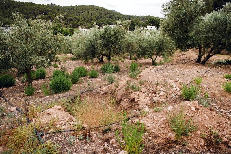 The site where an infected tree was uprooted from one of Juan Escandell’s olive groves in Ibiza. More trees in the vicinity are infected by Xylella, and will likely be uprooted and destroyed soon.  Photographer Kira Walker  