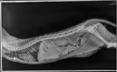 An X-ray of a cat shows the airgun pellet lodged in the animal's chest. Photo: Fawaz Kanaan
