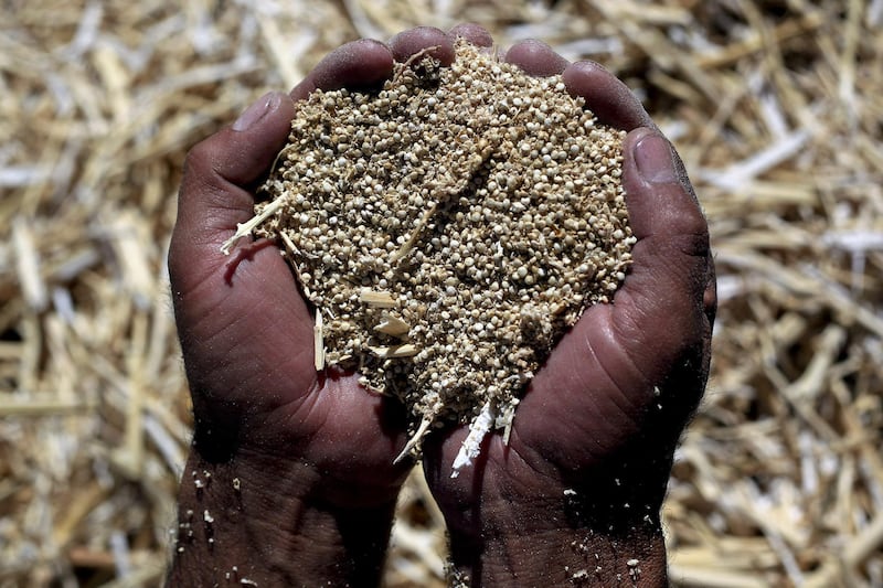 Quinoa grains during harvesting in Challapata, Bolivia, South America. Bolivia is one of the world largest exporter of the high protein grain. Wednesday May 12, 2010 Photographer:Lisawiltse/Bloomberg