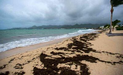 A view of the Baie Nettle beach in Marigot on September 5, 2017 with the wind blowing ahead of the arrival of Hurricane Irma. A hurricane is a swirling storm with wind speeds of 74 mph or higher. Lionel Chamoiseau/ AFP Photo