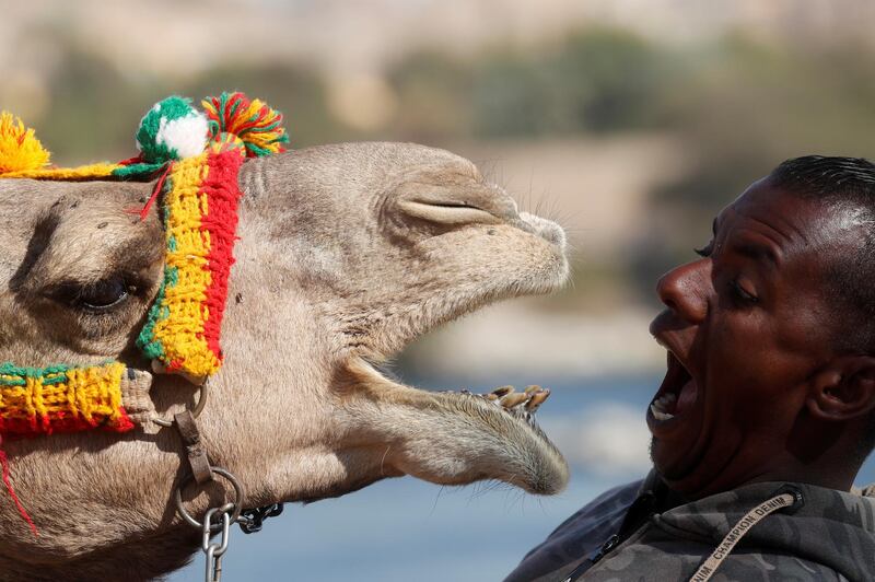 Hossam Nasser, 32, plays with his camel "Anter" front his house in the Nubian village of Gharb Soheil, on the west bank of the Nile river in Aswan, Egypt. REUTERS