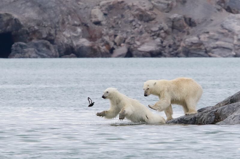 Polar bears in Svalbard, Norway. Brigitte Alcalay-Marcon / Comedywildlife