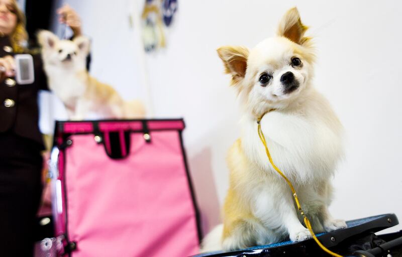 Two Long Coat Chihuahuas Hot Rod (R) and Sapphire (L) await their turn in the judging ring. Photo: EPA