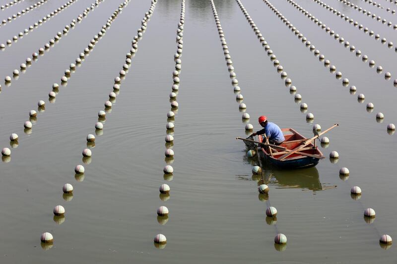 A worker checks on oysters at a cultured pearl farm in Huaian, Jiangsu province, China. Reuters