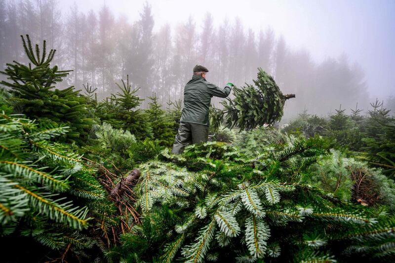 A worker cuts fir trees for the Christmas season in La Petite-Pierre, northeastern France.  AFP