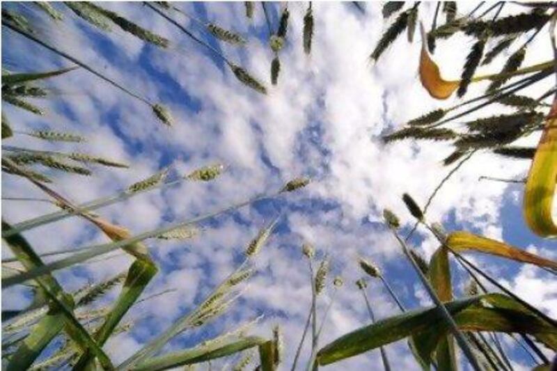 Wheat prices have doubled in the past year as crops were hit by severe droughts in key producing nations. Carla Gottgens / Bloomberg News