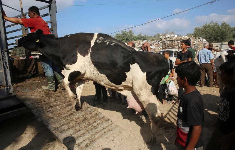 People look at a cow in the Bureij refugee camp in Gaza Strip. AP Photo