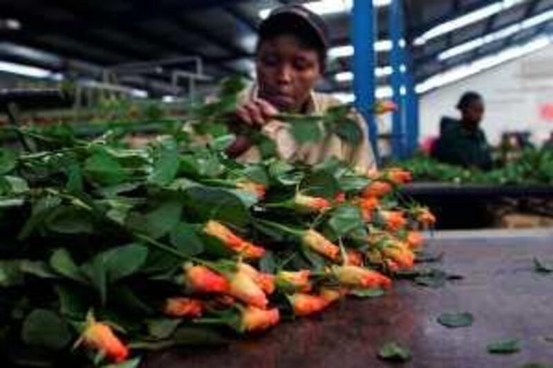 A worker at the Maridadi flower company in Naivasha, Kenya, arranges a bunch of roses for export on February 09, 2008. The violence that swept the east African nation when a bitter dispute erupted over the results of the December 27 presidential election had threatened to deal a blow to the sector's peak season. But the industry's governing body on February 13, 2008 announced a continued surge in earnings from flower sales for January 2008 and said the effects of the crisis had been contained. Horticulture, particularly flower production, is Kenya's third biggest foreign currency earner after tourism and tea, bringing about 100 million dollars (about 67 million euros) into the economy every year. Most of the flowers are exported to Europe.     AFP PHOTO/Simon MAINA