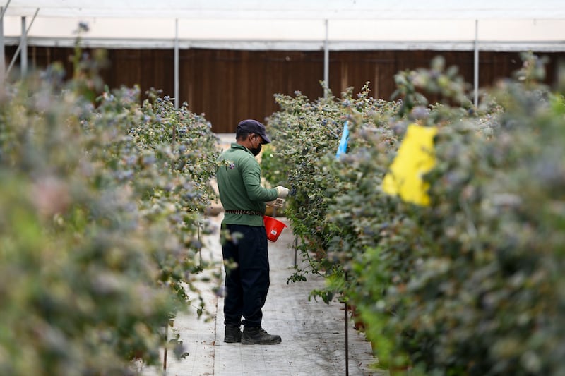 A worker picking berries.