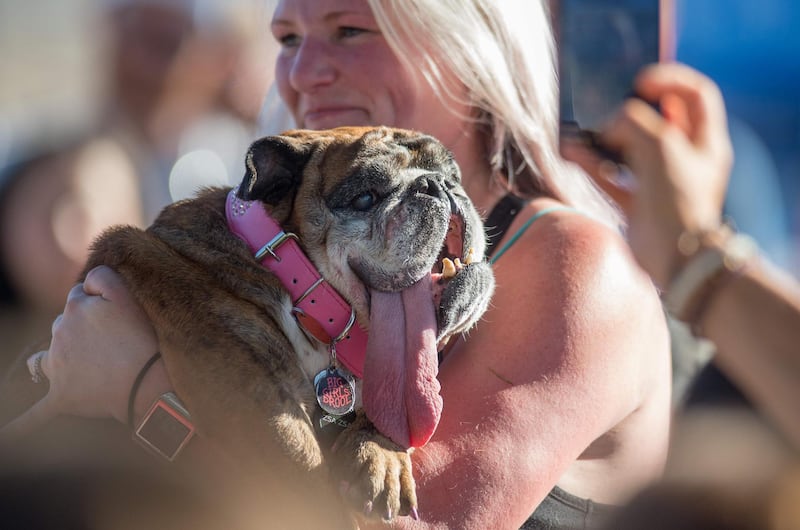 Owner Megan Brainard carries her dog Zsa Zsa, an English Bulldog, to the stage. Zsa Zsa won first place and was awarded $1500, a trophy, and will be flown to New York for media appearances. Josh Edelson / AFP