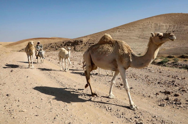 A Palestinian shepherd tends to his camels on arid land considered to be in "Area C" (under Israeli security and administrative control), southeast of Yatta town in the southern West Bank district of Hebron, on May 28, 2020. A Netanyahu-Gantz agreement includes a framework for implementing annexations outlined in US President Donald Trump's controversial plan to resolve the Israeli-Palestinian conflict.
Some 60 percent of the West Bank territory, dubbed Area C, remains under full Israeli civil and military control.
That includes all Israeli settlements and Trump's plan gives US support for their annexation.
 / AFP / HAZEM BADER
