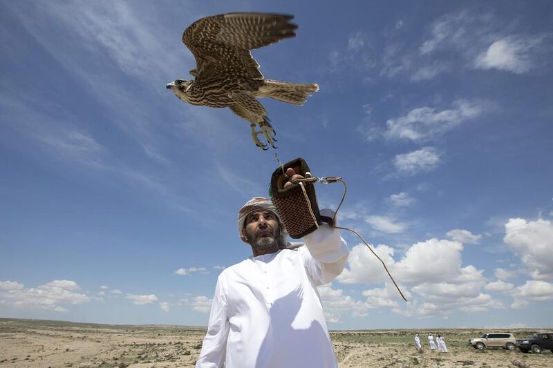 Head falconers Saif al Khaili, left, and Khamis Al Hamadi, prepare to release the falcons. It has been 21 years since the founding President Sheikh Zayed, an avid falconer, set up a conservation effort to protect the endangered birds of prey. Since then 1,726 falcons have been released back into their natural habitat, first in Pakistan, then in Iran, and back in Pakistan until the Sheikh Zayed Falcon Release Programme moved to Kazakhstan seven years ago.