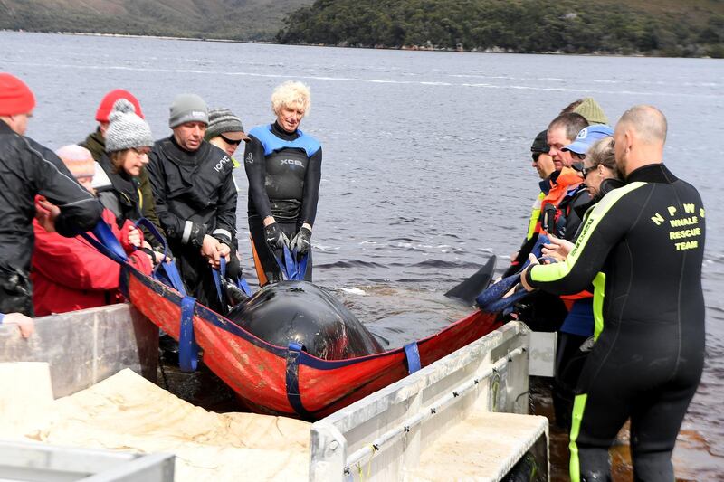 Rescue teams work to save a Pilot Whale at Macquarie Harbour in Strahan. Getty Images