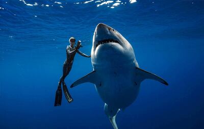 A shark said to be 'Deep Blue', one of the largest recorded individuals, swims offshore Hawaii, U.S., January 15, 2019 in this picture obtained from social media on January 17, 2019. @JuanSharks/@OceanRamsey/Juan Oliphant/oneoceandiving.com via REUTERS  ATTENTION EDITORS - THIS IMAGE HAS BEEN SUPPLIED BY A THIRD PARTY. MANDATORY CREDIT. NO RESALES. NO ARCHIVES     TPX IMAGES OF THE DAY