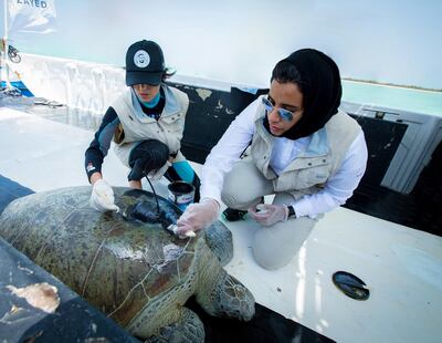 <p>A turtle is tagged ahead of its release near Bu Tinah. Courtesy Environment Agency Abu Dhabi</p>
