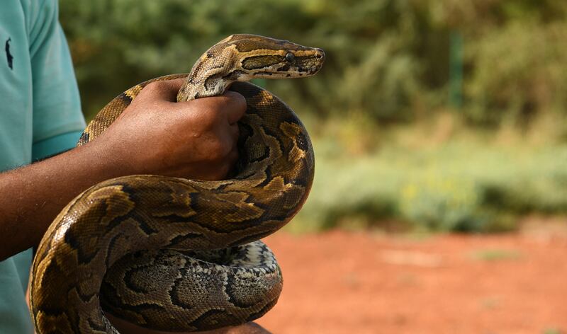 With an African rock python. While his animal rescue centre was welcomed by many supporters, Mr Salih himself tries to keep a low profile as others also have criticised his work, saying that resources should be better diverted towards Sudan's humanitarian crisis.   