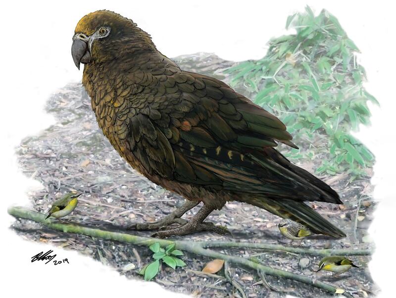 This handout picture released on August 7, 2019 by the Flinders University shows the drawing by Dr. Brian Choo featuring a giant-sized Parrot.  The remains of a super-sized parrot that stood more than half the height of an average human and roamed the earth 19 million years ago have been discovered in New Zealand. - RESTRICTED TO EDITORIAL USE - MANDATORY CREDIT "AFP PHOTO / FLINDERS UNIVERSITY/ DR. BRIAN CHOO" - NO MARKETING - NO ADVERTISING CAMPAIGNS - NO ARCHIVE  ---- DISTRIBUTED AS A SERVICE TO CLIENTS - MANDATORY MENTION OF THE ARTIST UPON PUBLICATION - TO ILLUSTRATE THE EVENT AS SPECIFIED IN THE CAPTION
 / AFP / FLINDERS UNIVERSITY / Brian Choo / RESTRICTED TO EDITORIAL USE - MANDATORY CREDIT "AFP PHOTO / FLINDERS UNIVERSITY/ DR. BRIAN CHOO" - NO MARKETING - NO ADVERTISING CAMPAIGNS - NO ARCHIVE  ---- DISTRIBUTED AS A SERVICE TO CLIENTS - MANDATORY MENTION OF THE ARTIST UPON PUBLICATION - TO ILLUSTRATE THE EVENT AS SPECIFIED IN THE CAPTION
