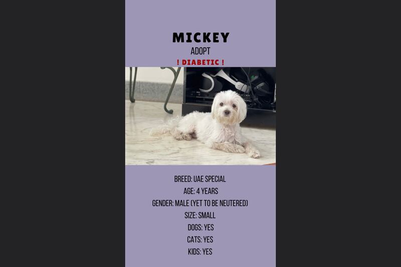 Mickey, 4, male. Photo: Furrballs