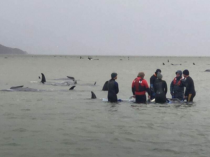 A handout photo made available by Tasmania Police on 23 September 2020 shows efforts to rescue hundreds of pilot whales stranded off Tasmania's remote west coast, at Macquarie Harbour, Tasmania, Australia.  EPA