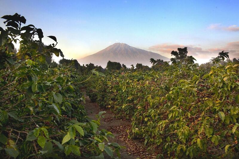 Mount Meru with the coffee plantation at Arusha Coffee Lodge in Tanzania. Courtesy Elewana Collection