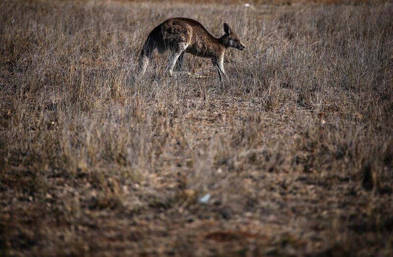 A kangaroo in a drought-effected paddock on the outskirts of Dubbo, Australia. Getty Images