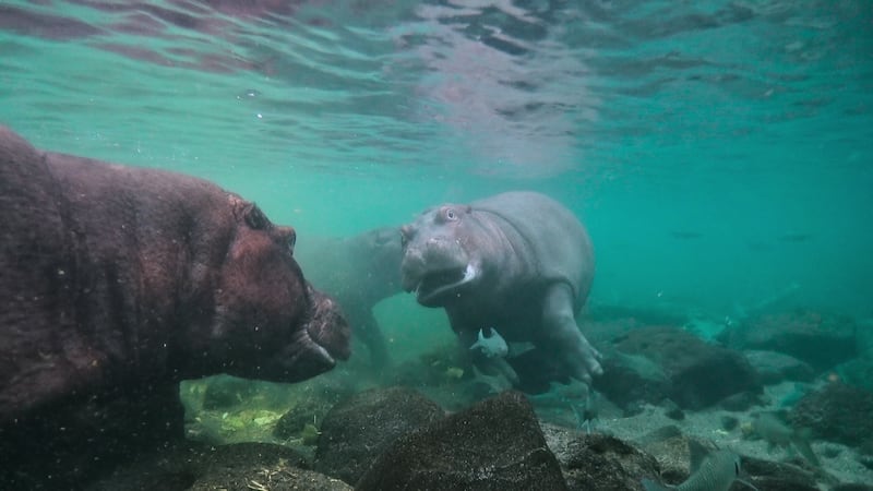 It also explores the waters of Monterey Bay, California, and the eclectic terrain of Chilean Patagonia, to name only a few.