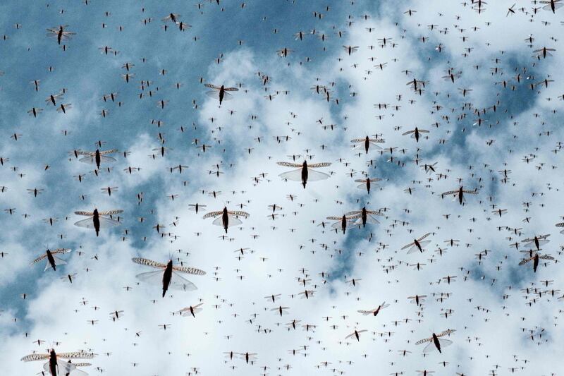 A swarm of desert locusts flies after an aircraft sprayed pesticide in the eastern Kenyan city of Meru. The UN's Food and Agricultural Organisation is working closely with several Kenyan agencies before teams are sent to targeted areas to spray pesticides to prevent damage to crops and grazing areas. AFP