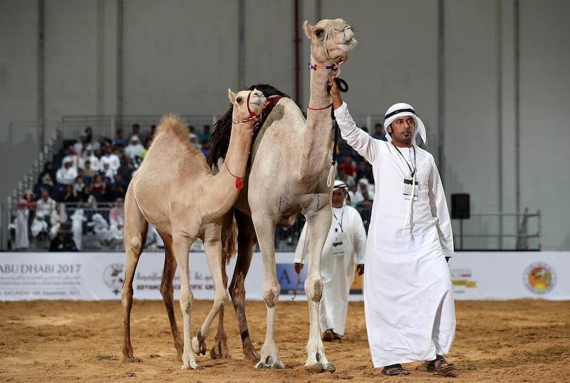 ABU DHABI , UNITED ARAB EMIRATES , SEP 15  ��� 2017 : Camel auction going on in the ADIHEX 2017 held at  Abu Dhabi National Exhibition Centre in Abu Dhabi. ( Pawan Singh / The National ) Story by Anna