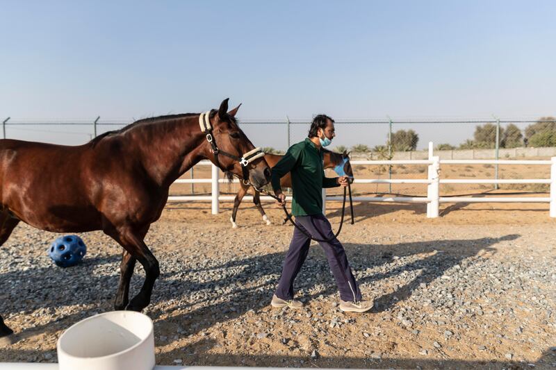 A trainer exercises a horse.