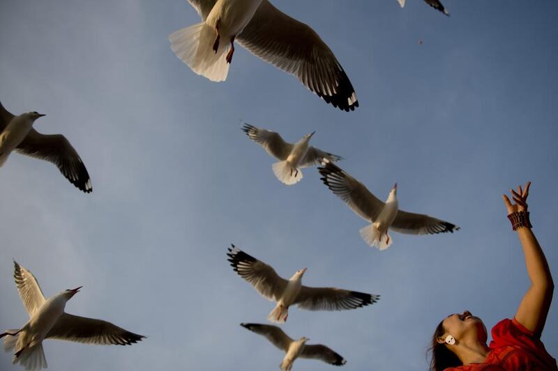 A woman feeds seagulls at Botahtaung Jetty in Yangon, Myanmar, on February 12, 2014. The World Bank in late January announced a US2 billion development programme for the country, including projects to improve access to energy and health care in the impoverished former military-ruled nation. Ye Aung Thu / AFP photo