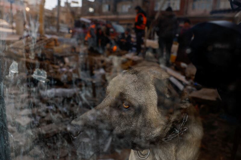A dog is seen through a glass door in Kahramanmaras, Turkey. Reuters