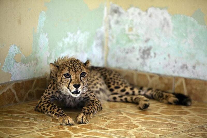 The private ownership of wild and exotic animals – including big cats like this cheetah that was found wandering the streets of Al Karamah is illegal in the UAE. Andrew Henderson / The National