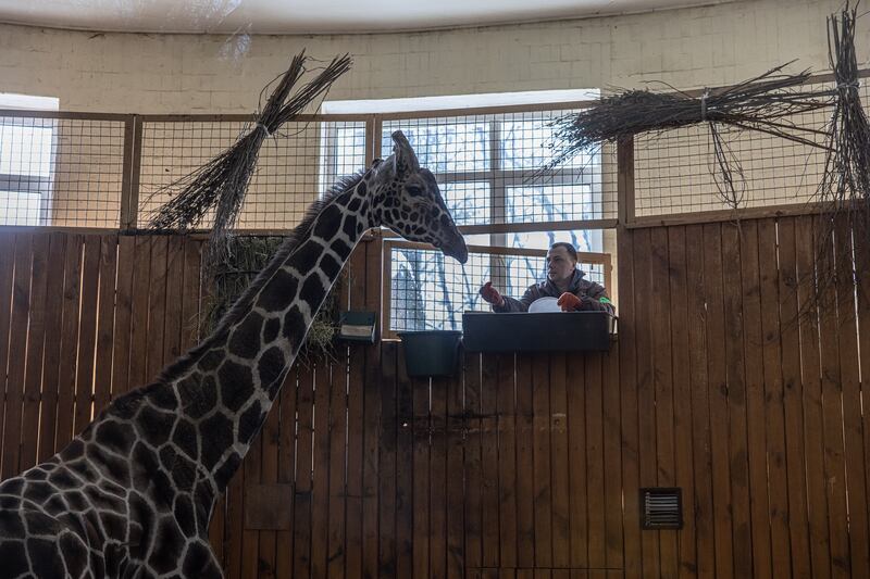 A zookeeper feeds a giraffe at Kyiv Zoo, as Russia presses on with its invasion of Ukraine.  Many animals are stressed, reacting to air raid sirens and the sound of explosions, zoo employees say. EPA