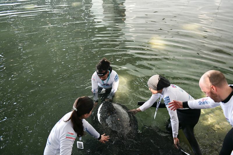 More turtles are set to arrive at the Louvre Abu Dhabi lagoon in the coming weeks