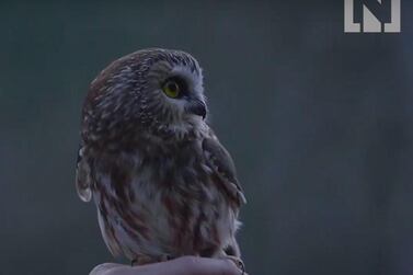 Rockefeller, the owl found hiding in the Rockefeller Centre's Christmas tree, has been released back into the wild.