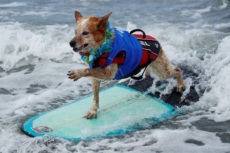A dog rides a wave while competing at the 14th annual Helen Woodward Animal Center "Surf-A-Thon". Reuters