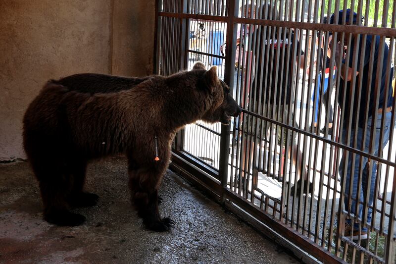 Animals Lebanon said on Sunday that two bears, including this Syrian brown bear, that were rescued from the private zoo in southern Lebanon, will be flown to America where they will be released into the wild.
