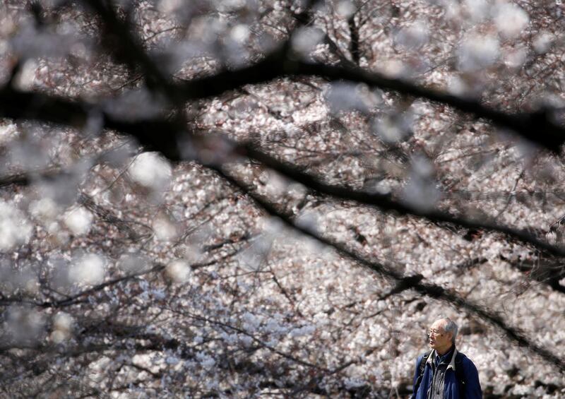 A man looks at cherry blossoms in almost full bloom in Tokyo, Japan. Reuters