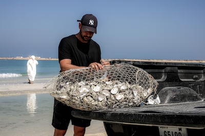 Hundreds of thousands of discarded oyster shells from Ghazal's restaurants are being used to help create artificial reefs in the UAE. Photo: Dubai Oyster Project