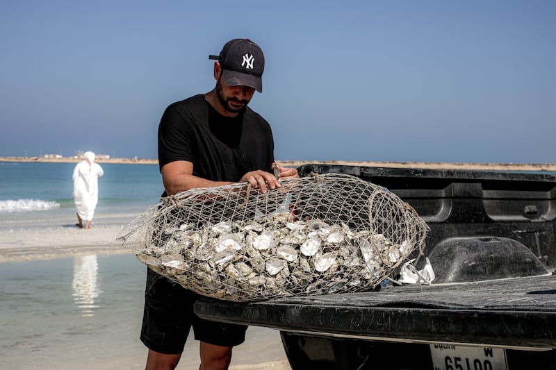 The shells will help to form biological building blocks to create artificial reefs. All photos: Dubai Oyster Project