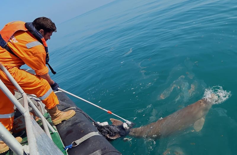 The Dugong had become entangled in an illegal fishing net, which prevented it from diving and grazing on sea grass. Courtesy Adnoc