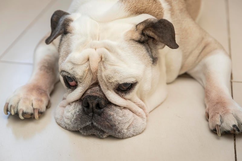 The high cost of some pet drugs is a challenge for owners of animals such as Daisy, an 11-year-old bulldog, in Dubai. All photos: Antonie Robertson / The National
