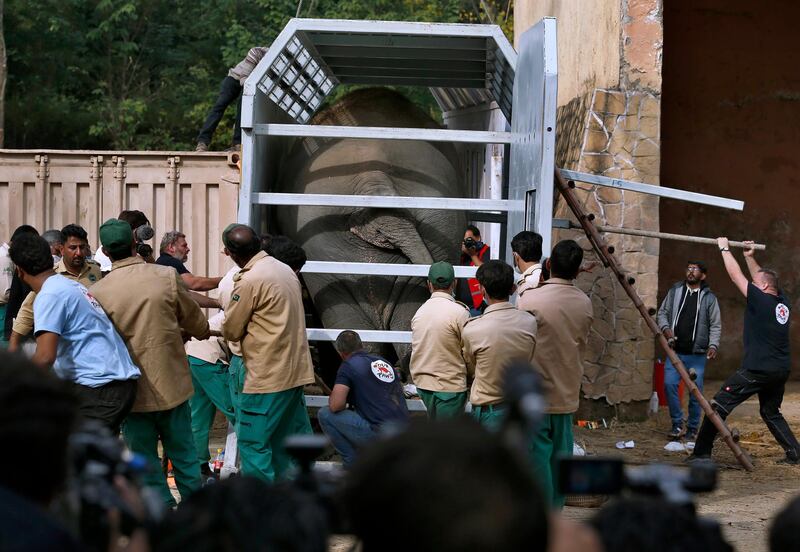 Pakistani wildlife workers and experts from the international animal welfare organization Four Paws, arrange an elephant named Kaavan into a crate before he is transported to a sanctuary in Cambodia.  AP