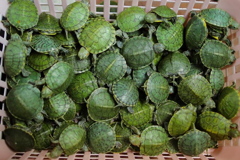 Seized turtles are displayed during a press conference at Custom Cargo Complex near KLIA airport in Sepang, Malaysia. EPA