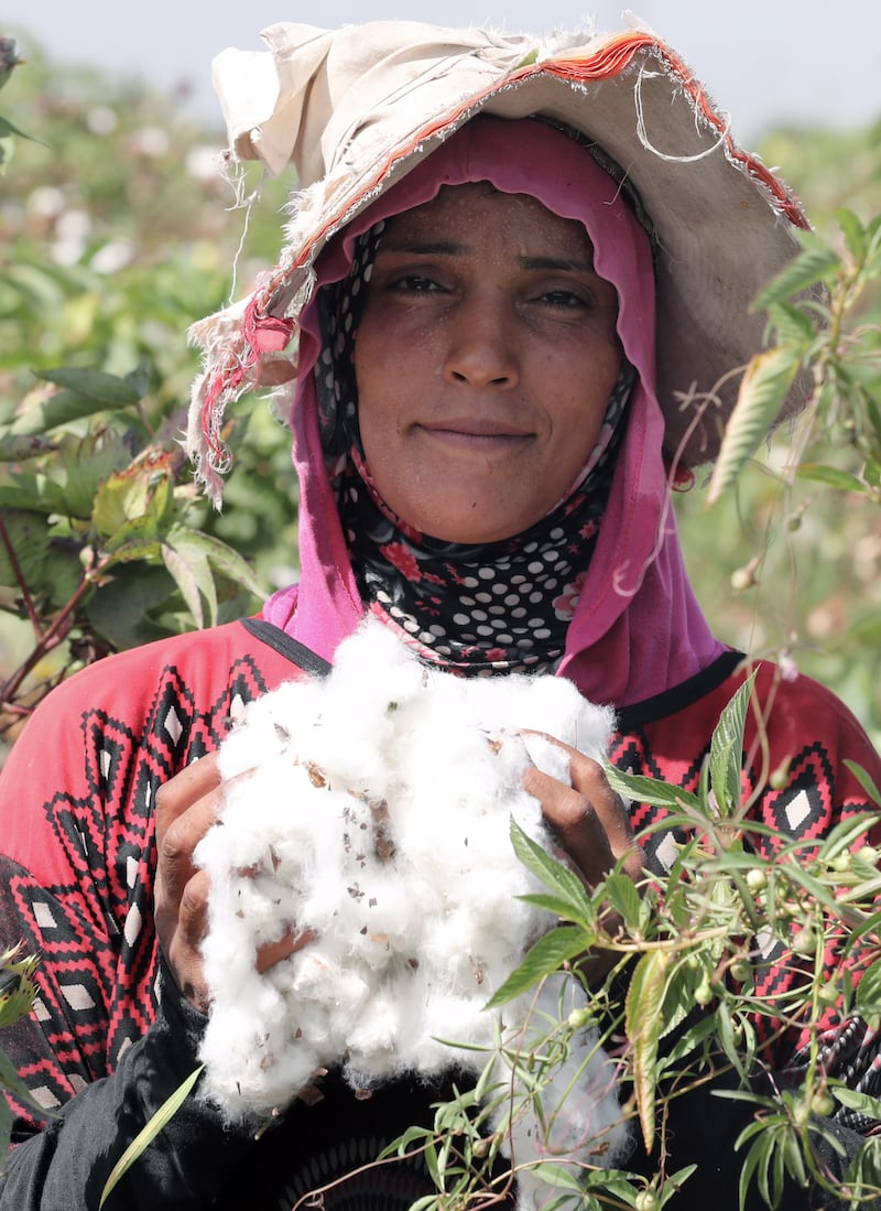 According to Hisham Massad, Director of the Cotton Research Institute of Egypt, Kafr El Sheikh is the biggest cotton producer in Egypt.