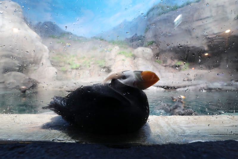 Puffins are found in the Arctic zone in the Polar Ocean realm