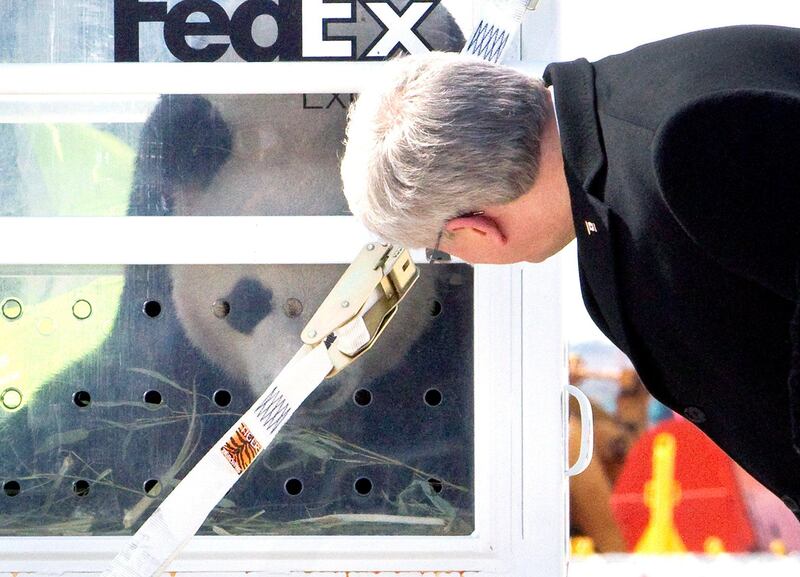 Prime Minister Stephen Harper looks at one of two Panda bears that arrived at Pearson International airport in Toronto March 25, 2013. The two bears are on loan to Canada from China for 10 years. They will spend the first five years at the Metro Toronto Zoo after which they will be moved to Calgary Alberta for the remaining five years of their visit.   REUTERS/Fred Thornhill (CANADA - Tags: ANIMALS POLITICS) *** Local Caption ***  FJT04_CANADA-_0325_11.JPG